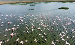 Afyon'da flamingolar göç ederken böyle görüntülendi