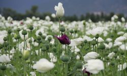 Afyon'da haşhaş tarlaları çiçek açtı, görsel şölen oluştu