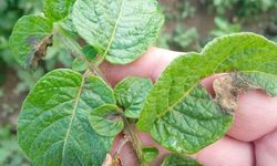 Afyon'da sağanak yağış tarlalarda mantar hastalığına sebep oldu: Patates üreticileri bu yıl zarar edebilir!