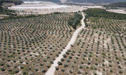 Milas'ta termik santralin maden sahasına 3 milyon fidan dikildi