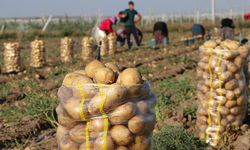 Afyon Dinar'da bu yıl 125 bin ton patates rekoltesi bekleniyor