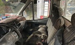 Aydın'da Pitbull köpeği kamyonetin içine girdi, sürücü saatlerce yardım bekledi!