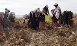 Afyon'da 800 nüfuslu köyde yılda 10 bin ton patates üretiliyor