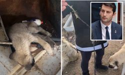 Zafer Partisi’nden Dinar’daki köpek katliamı iddiaları ile ilgili açıklama