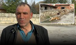 Afyon'da köpeği vurulan vatandaş: 'Belediye ekipleri köpeğimi vurdu'