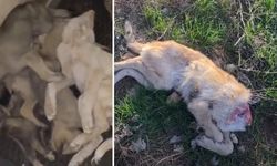 Afyon’da köpek katliamı iddiası: Soruşturma başlatıldı!