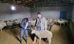 Afyon Bayat’ta anaç koyun tespit ve aşılaması çalışması