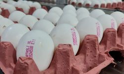 Üreticiler açıkladı: 'Afyon'da yumurta fiyatlarını aracılar yükseltiyor'