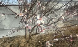 Afyon'da sıcaklık mevsim normallerinin üzerinde: Yalancı bahara aldanan ağaçlar çiçek açtı