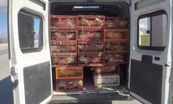 Afyon'da jandarmanın durdurduğu araçtan yüzlerce kaçak tavuk çıktı