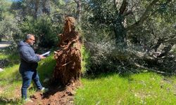 Bodrum'da tarihi zeytin ağaçlarını kesen tarla sahibine 30 bin lira ceza kesildi