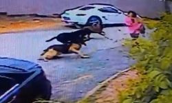 Afyon Dinar'da korkunç olay: 9 yaşındaki kız çocuğuna köpekler saldırdı!