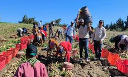 Datça'da turfanda patates hasadına başlandı