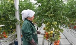 Afyon'da yetiştirilen domates dünyanın dört bir yanına satılıyor: Jeotermal suyla serada yetiştiriliyor...
