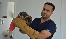 Kemalpaşa'da yaralı bulunan şahin koruma altına alındı