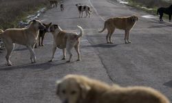 Afyon'da başıboş köpeklerle ilgili flaş adım: Tüm belediyeler katılacak, katılmayan başkana ceza var!