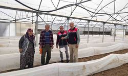 Seralarda zararlı takibi çalışmaları yapılıyor