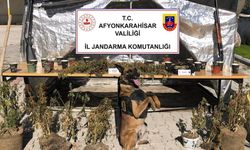 Afyon'da ormanlık alan ve eve baskın: Kenevir yetiştiren şüpheli yakalandı