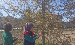 Afyon’da zirai don hasar tespit çalışmaları sürüyor