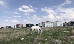 Eskişehir’de Başıboş Atlar Trafik Güvenliğini Tehdit Ediyor