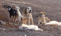 Afyon’da Köpek Saldırısı: 9 Yaşındaki Çocuğa Saldırdı! Hastaneye kaldırıldı…