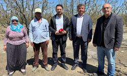 Kirazın Kalbi 'Sultandağı' Dondu: Üretici Yıkıldı! Yüzde 100'e Varan Zarar Var!