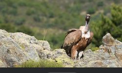 Akdağ’da Akbabalar Fotokapana Takıldı