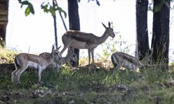 Altınköy Açık Hava Müzesi’nde Üçüz Ceylanlar Doğdu: “Zıpır” da Aralarında