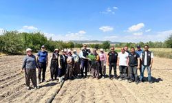 Sinanpaşa'da Brokoli Projesi Başladı: 862 Bin Fide Toprakla Buluşacak