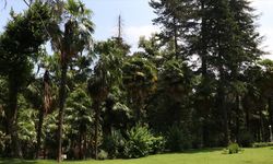 Atatürk’ün Mirası 96 Yaşında: Türkiye’nin İlk Arboretumu Ziyaretçilerini Büyülüyor