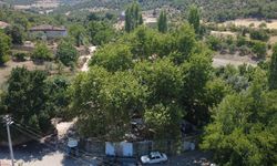 Manisa’da 2 Bin Yıllık Çınarın Altında Odun Ateşinde Çay Keyfi
