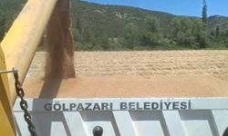 Gölpazarı Belediyesi Tarım Arazilerinde Buğday Hasadına Başladı