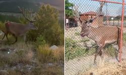 Afyon’da karayoluna inen geyikle ilgili yeni gelişme