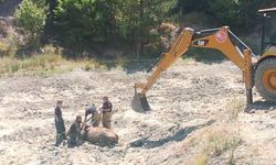 Kütahya’da Bataklığa Saplanan İnek İtfaiye Tarafından Kurtarıldı