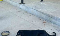 Osmaneli'nde aracın çarptığı köpek ameliyata alındı