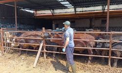 Afyon Şuhut’ta ithal besi hayvanlarına denetim: Küpeleme ve kayıt işlemleri yapılıyor