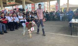 Afyon’da buzağılar yarıştı: En güzel buzağı şampiyonluğu göğüsledi!