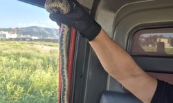Afyon'da evde yılan paniği: Gören şok oldu!