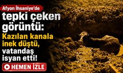 Afyon İhsaniye’de tepki çeken görüntü: Kazılan kanala inek düştü, vatandaş isyan etti!