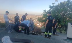 Afyon’da görenleri şaşkına çeviren olay: İnek çatıyı çökertti... İşte o anlar...