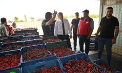 Afyon Çay’da kiraz hasadı başladı: “Çiftçimizin emeğinin karşılığını alması için destek olmaya hazırız”