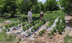 Kütahya’da Nohut ve Barbunya Üretiminde Yüzler Gülüyor: Verim Beklentisi Açıklandı