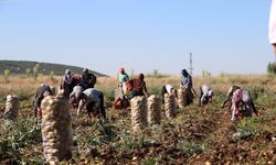 Afyon’da patates üreticisinin yüzü güldü: Geçen yıl 5 TL’ye alınıyordu, fiyat 25 liraya kadar çıktı