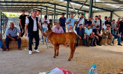 Afyon’da yılın en güzel buzağısı seçildi: Şampiyon henüz 40 günlük