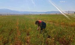 Nohut Üretiminde Verim ve Kalite İçin Saha Denetimleri Sürüyor