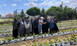 Afyon'da ADEM Çilek Yetiştiriciliği Projesi'nde ilk hasat yapıldı