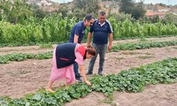 Afyon'da Barbunya ve Kornişon Tarlalarında Denetim