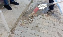 Afyon’da yılan paniği: Eve giren yılan için itfaiye seferber oldu