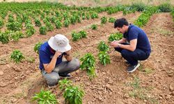 Afyon'da üreticilere bitki sağlığı uyarısı
