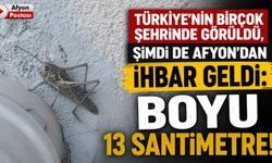 Türkiye’nin birçok şehrinde görüldü, şimdi de Afyon’dan ihbar geldi: Boyu 13 santimetre!